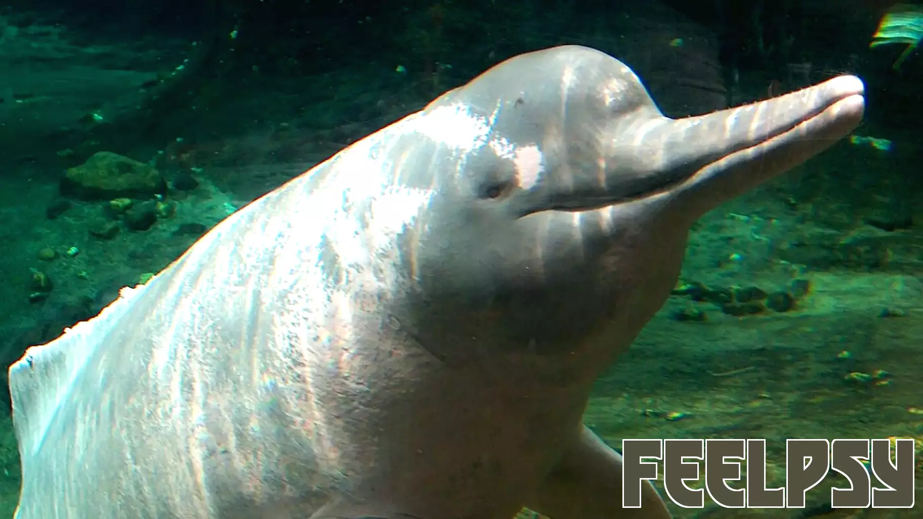 Do Male River Dolphins Use Urination as a Form of Communication?